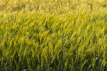 Grain field. Space for wheat. Land for agricultural purposes. Food base of the human race. Green cereals during flowering.