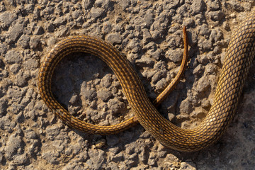 Dead snake. Road wars - death of a Reptile from the car. The killing of a animal. Caspian whipsnake (caspius) also known as the large whipsnake (Dolichophis / Coluber).