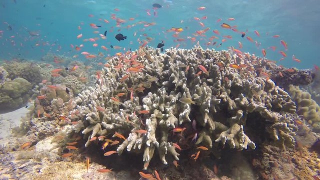 Coral reef and anthias fish at Sipadan Island, Malaysia