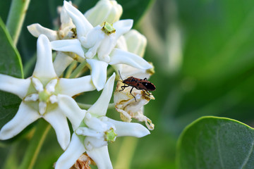 bee on a flower