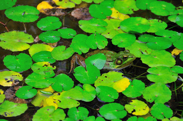 Frog in Lily Pads