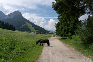 Horse in the middle of nature in the mountains, Pera di Fassa in Fal di Fassa, Trentino Alto Adigi, Dolomites, Italy. Montagnia in summer.