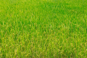 background and texture of green rice field.