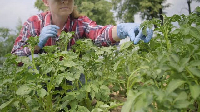 farmer inspects green potato tops for pests. woman with gloved hands is trying to remove Colorado potato beetle to save new crop of potatoes.
