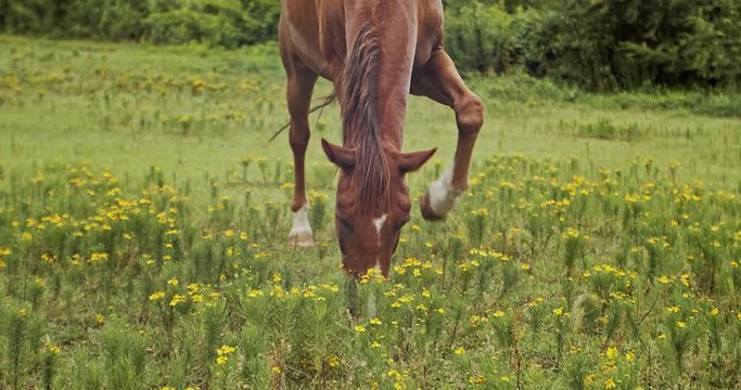 horse on a meadow eating grass, stomping it's hoof.