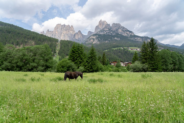 Horse in the middle of nature in the mountains, Pera di Fassa in Fal di Fassa, Trentino Alto Adigi, Dolomites, Italy. Montagnia in summer.