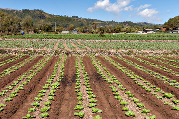 Fototapeta na wymiar Vegetable production at mountain area in Luzon, the Philippines