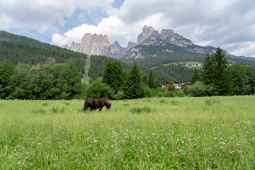 Horse in the middle of nature in the mountains, Pera di Fassa in Fal di Fassa, Trentino Alto Adigi, Dolomites, Italy. Montagnia in summer.