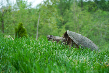 tortue serpentine dans un jardin