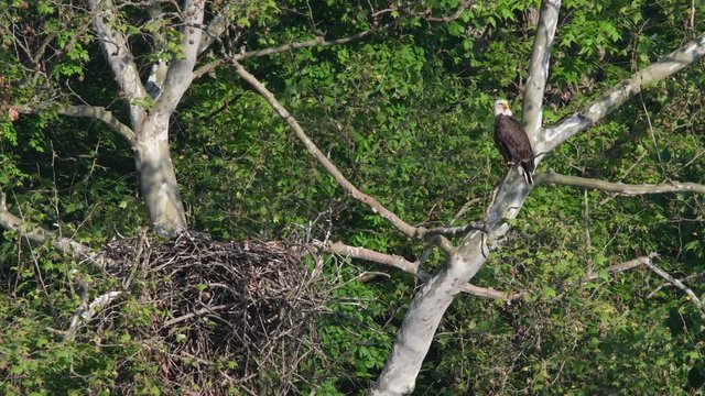 Bald Eagle Nesting
