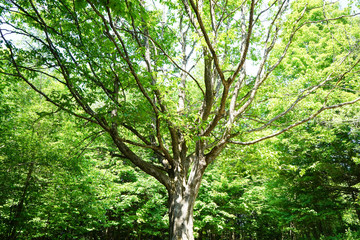 arbre dans une clairière