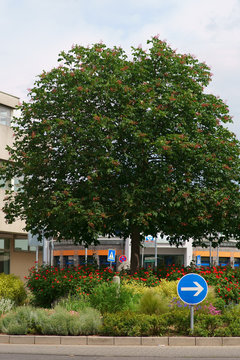 Ein rote Fr&uuml;chte tragender Zierbaum auf der Verkehrsinsel eines Kreisels mit Blumenbeeten. ..