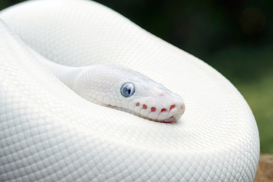 White (Leucistic) Ball Python Snake