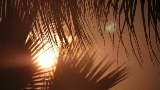 Exotic palm leaves waving at a sea beach in Alanya at brown sunset in slo-mo 