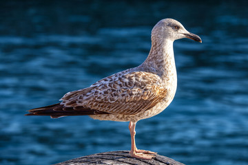 Seagull