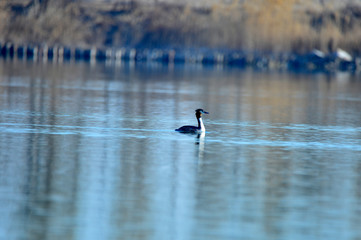 Crested grebe in water