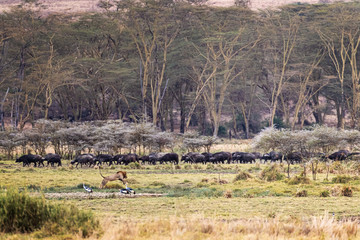 Kenya Africa Scene With Lion and Buffalo