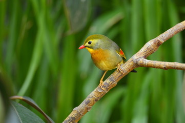 The outdoor fringillidae birds in the park