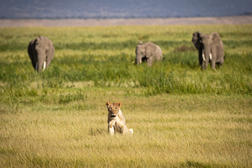 Lioness in Kenya with Elephants in Background