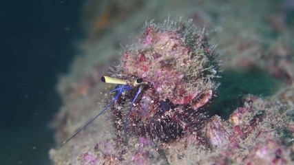 Hermit crab walking on Boonsung wreck macro closeup 