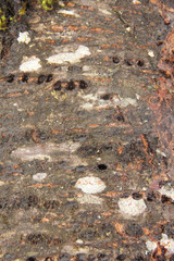 Cherry bark with woodpecker holes