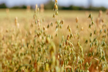 Fototapeta premium Beautiful Close-up sunny view of golden ears of wheat on Agriculture Cereal field with background of farm atmosphere with golden light.