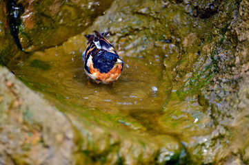 The outdoor fringillidae birds in the park