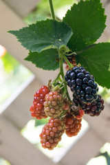 ブラックベリーの実アップ