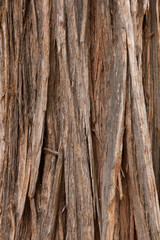 cedar tree bark