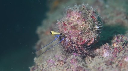 Hermit crab walking on Boonsung wreck macro closeup 
