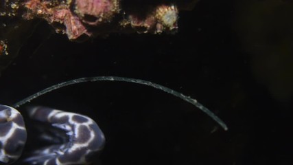 Fishing hook stuck inside Moray eel mouth macro closeup 