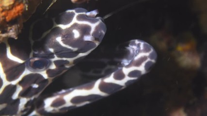 Fishing hook stuck inside Moray eel mouth macro closeup 