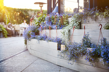 Blooming outdoor potted blue flowers at sunset.