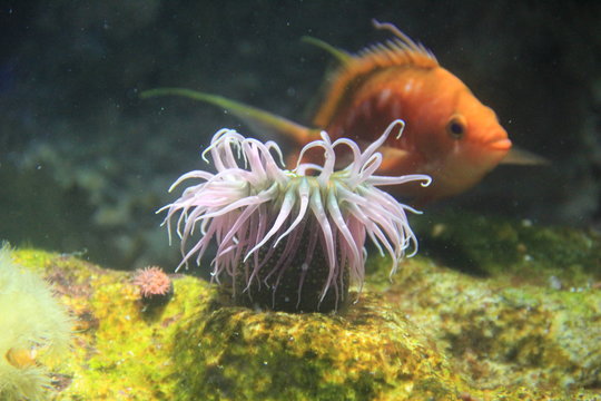 81 Best 磯巾着 Images Stock Photos Vectors Adobe Stock