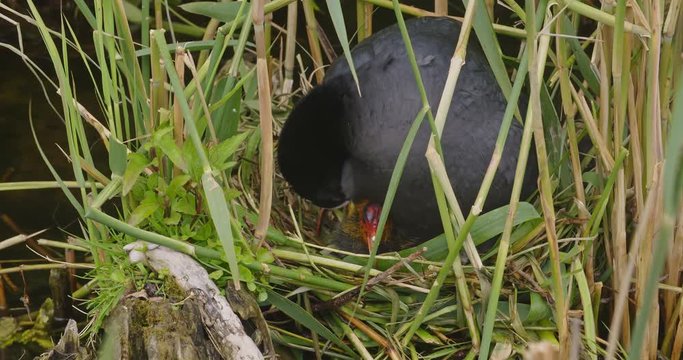 An Eurasian coot, also known as common coot or Fulica atra nesting near a lake.
