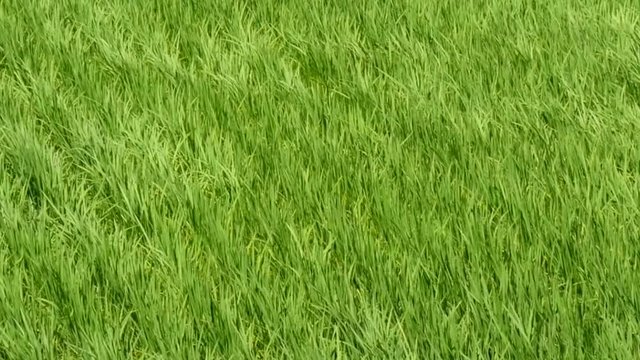 Motion view of Waving rice paddy field by wind 