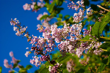Spring flowers - a branch of pink blooming lilac on a background of bright blue sky.