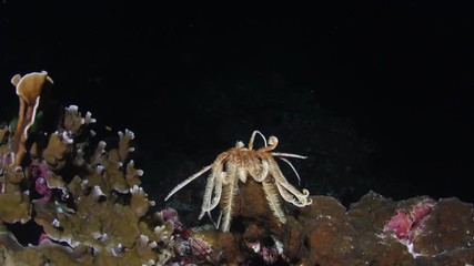 Feather star walking on tropical coral reef during the night dive 