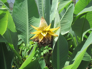 Chinese Dwarf Banana