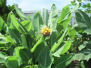 Chinese Dwarf Banana