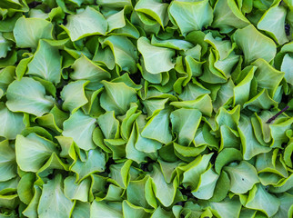Close up of lettuce leaves and greens. 
