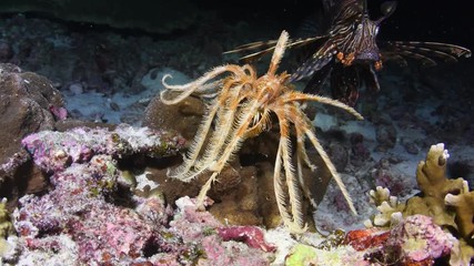 Feather star walking on tropical coral reef during the night dive 