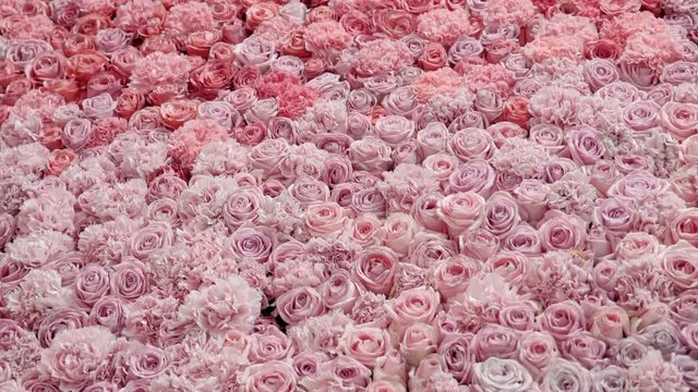 A huge number of roses forms a real wall of flowers. Shot in motion