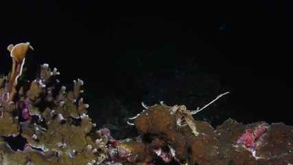 Feather star walking on tropical coral reef during the night dive 