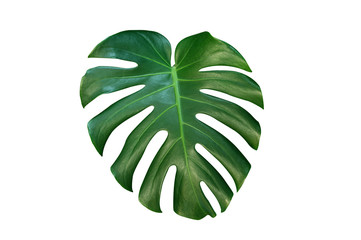 Mostera tropical leaves isolated on white background.