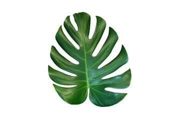 Monstera  tropical leaves (Swiss plant) isolated on white background.