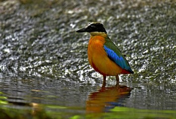 The Blue winged pitta waiting to play water at the border