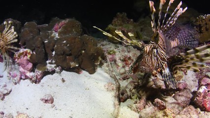 Lionfish, Pterois volitans closeup during the night dive in Andaman sea   