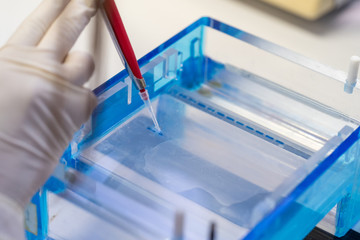 Molecular technique gel electrophoresis for DNA sample method decrypt the genetic code.