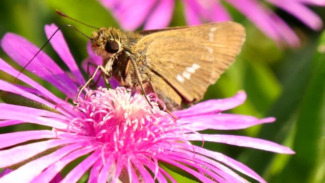Parnara guttata butterfly on flower in south Korea 